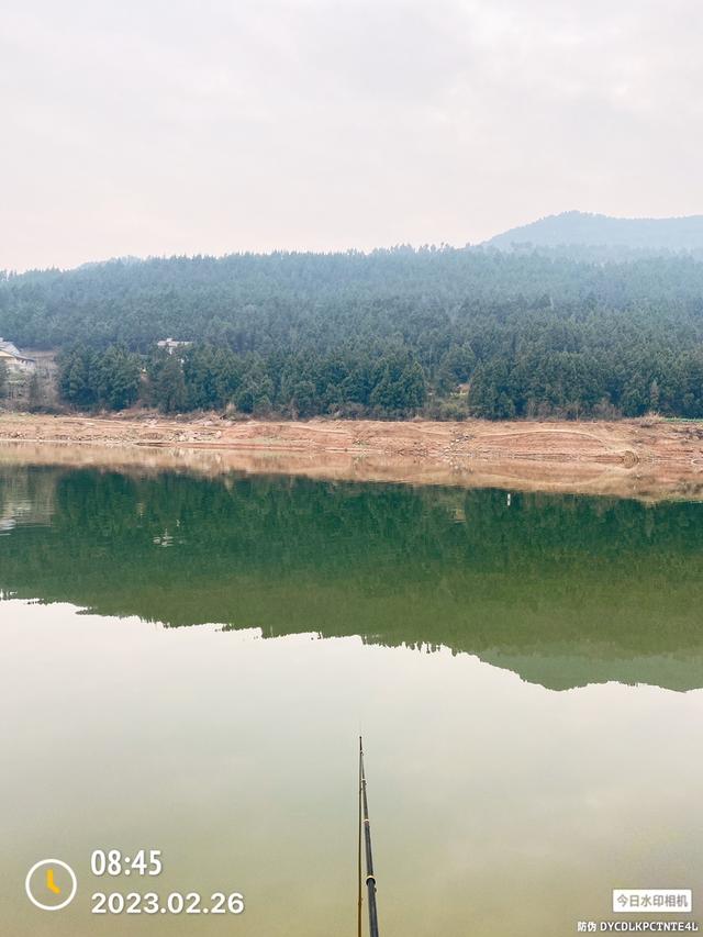 鲫鱼|游鱼在浅滩，新钓位抛饵入水即中鱼