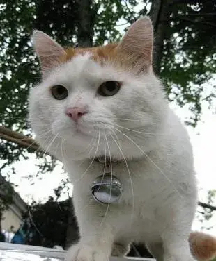 夜盘，芯片股暴跌，英伟达炮轰拜登！