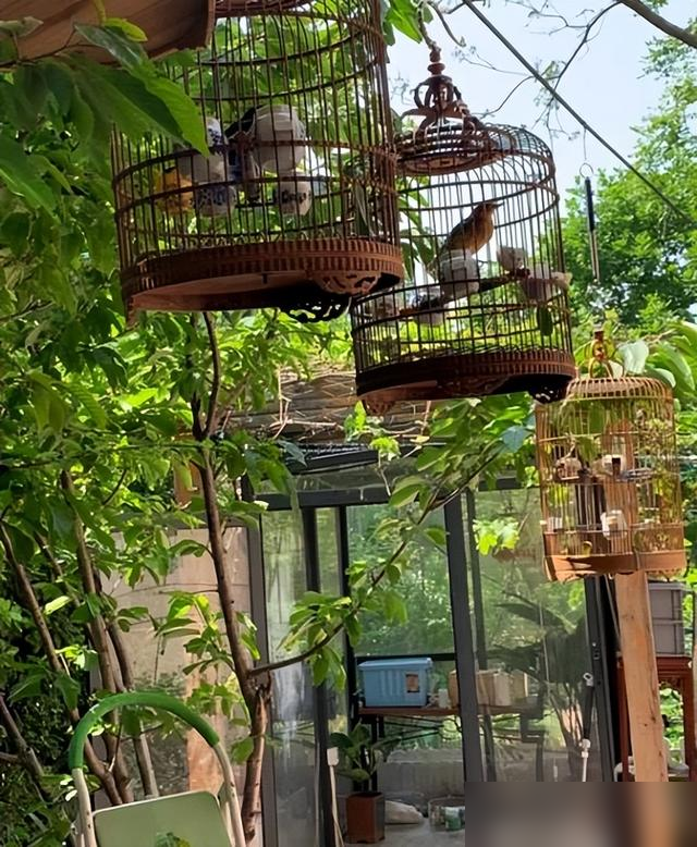 杨幂家火了！老爸把院子变菜园，网友：这才是顶流该有的生活