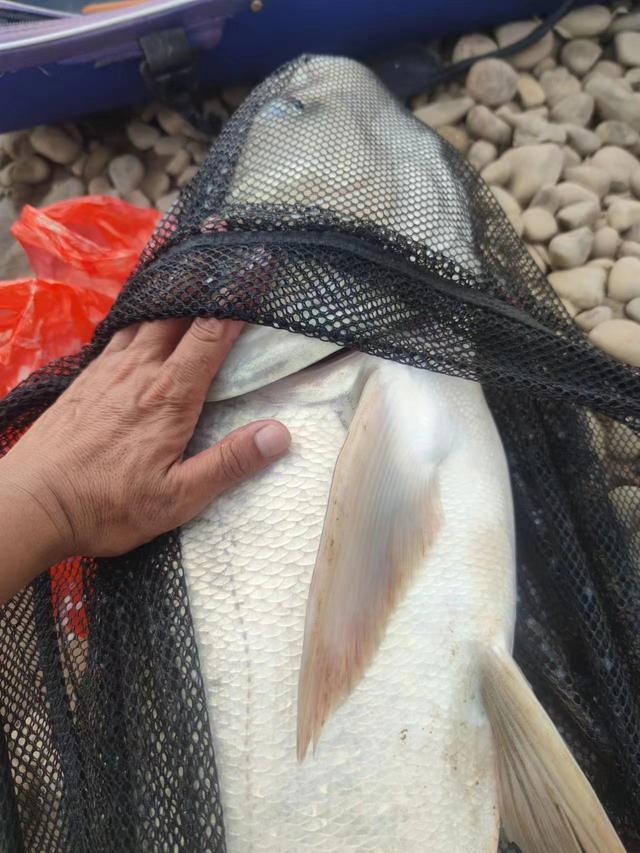 饵料|几个野钓鲢鳙关键问题回复，关键技巧详谈，群钓抢鱼方式