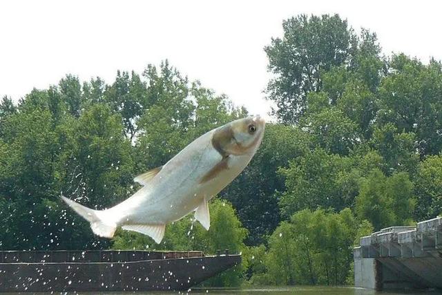 |初夏钓鲢鳙，线组如何搭配？