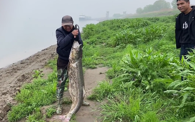 饵料|湖北钓鱼人钓获罕见百斤巨鱤，相当于人类中的百岁老人？