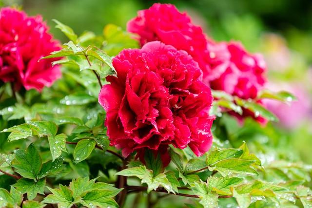 哪些年份的牡丹一元最值钱呢?