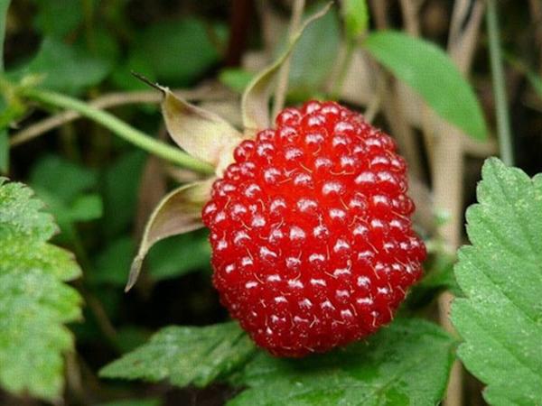 这种农村才有的小野果味道这么好居然还能治疗癌症uc订阅号