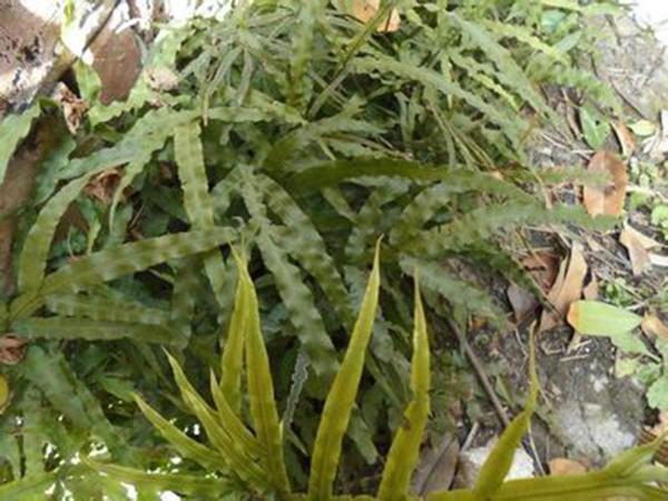 农村老井边的一棵野草居然是治疗风湿骨病的特效药