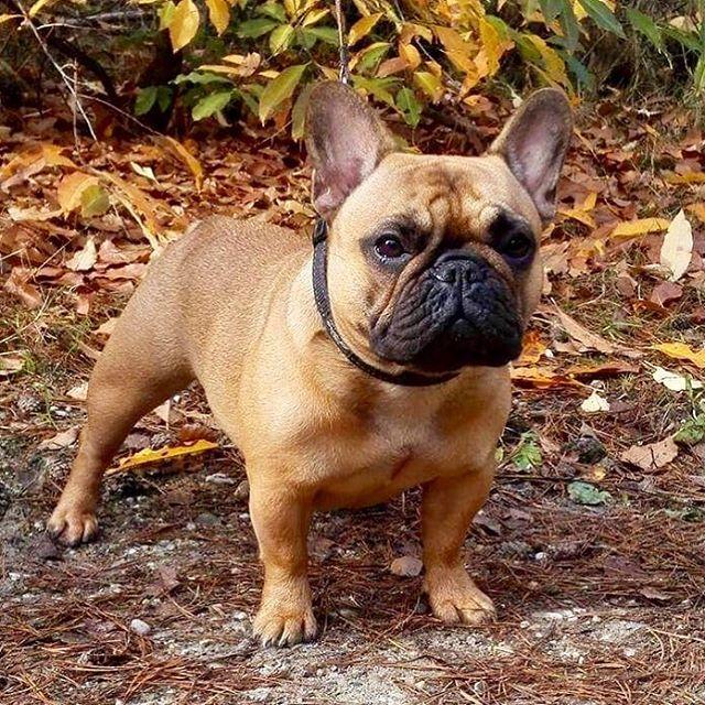 总会有人把这种法国斗牛犬当作巴哥犬, 教你区分, 避免尴尬