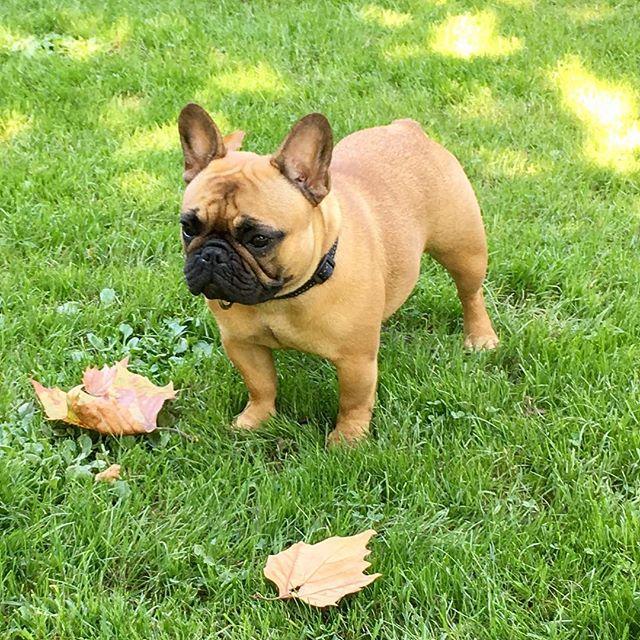 总会有人把这种法国斗牛犬当作巴哥犬, 教你区分, 避免尴尬