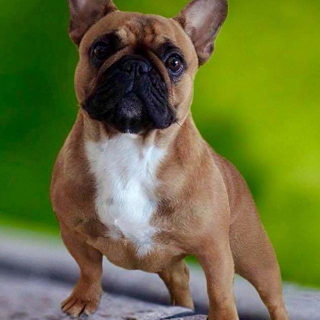 总会有人把这种法国斗牛犬当作巴哥犬, 教你区分, 避免尴尬