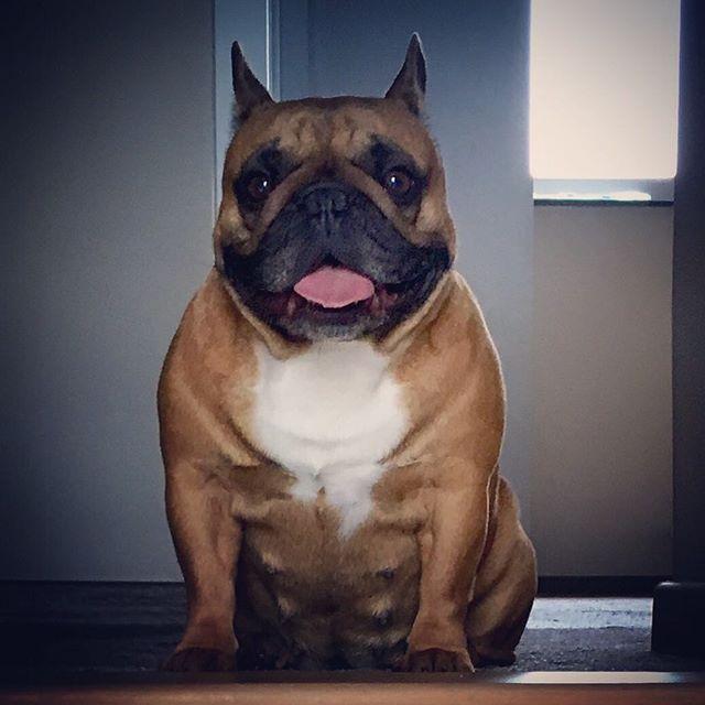 总会有人把这种法国斗牛犬当作巴哥犬, 教你区分, 避免尴尬