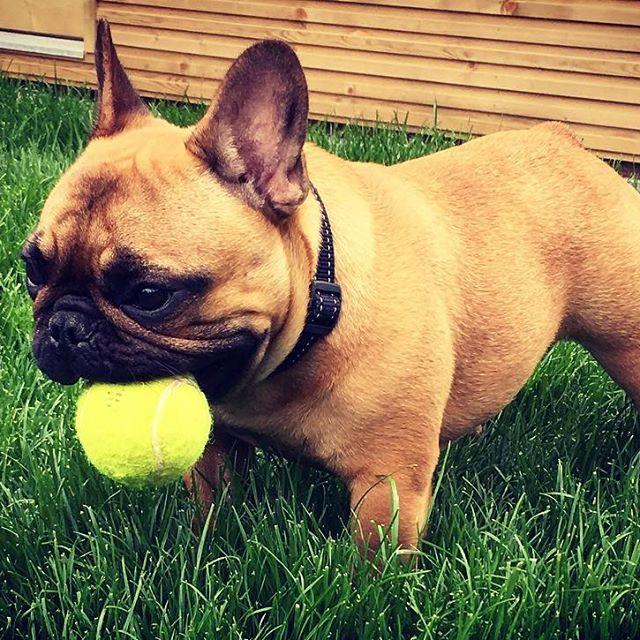 总会有人把这种法国斗牛犬当作巴哥犬, 教你区分, 避免尴尬