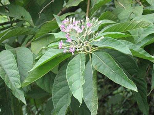 南非叶也是属于草药,具有清热解毒的功效;具有散热,凉血和清血的功能