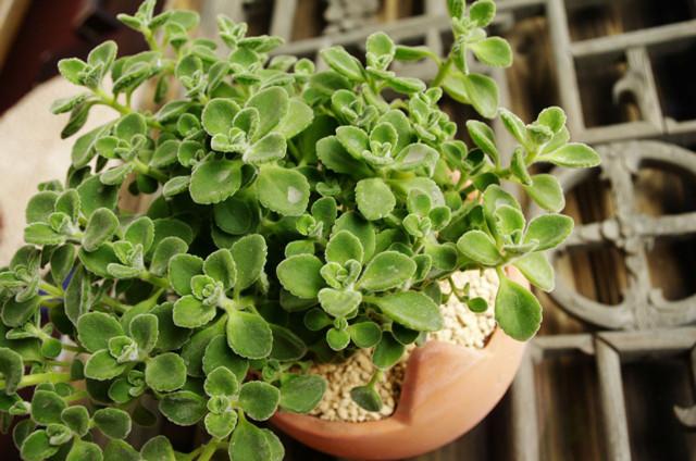 碰碰香, 一碰就会有香味, 还有这么多用途?