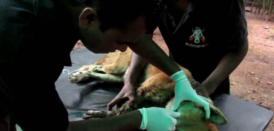 流浪狗眼睛长了一根长刺 而真相却让人不淡定了