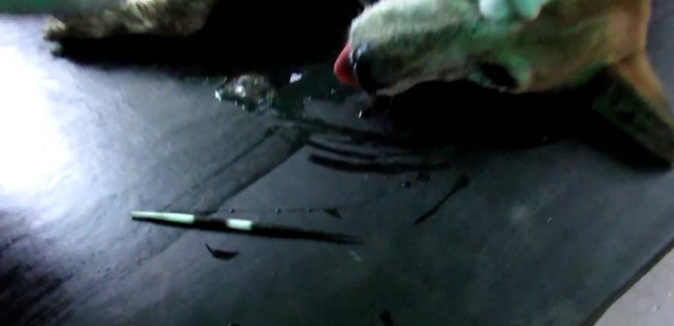 流浪狗眼睛长了一根长刺 而真相却让人不淡定了