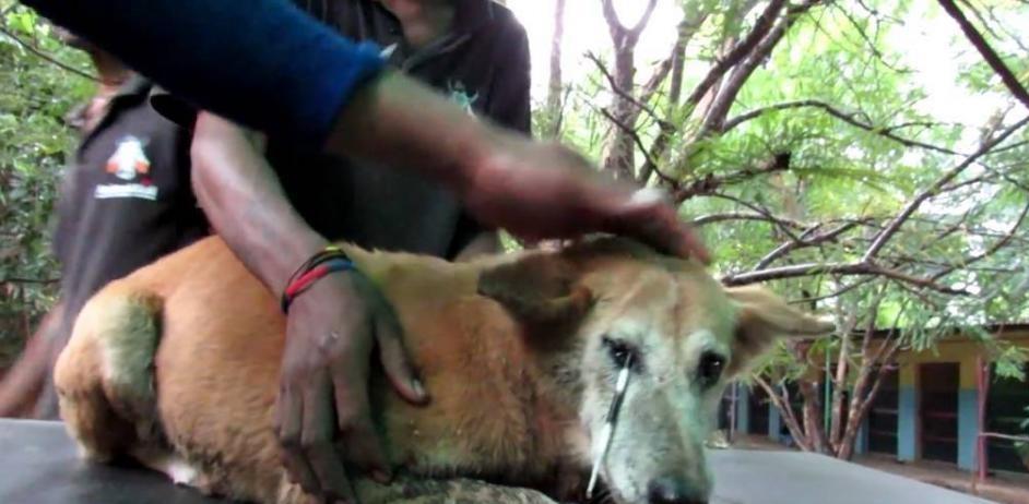 流浪狗眼睛长了一根长刺 而真相却让人不淡定了