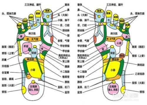 具體來說,我們身體消化器官在腳上對應的位置分別是