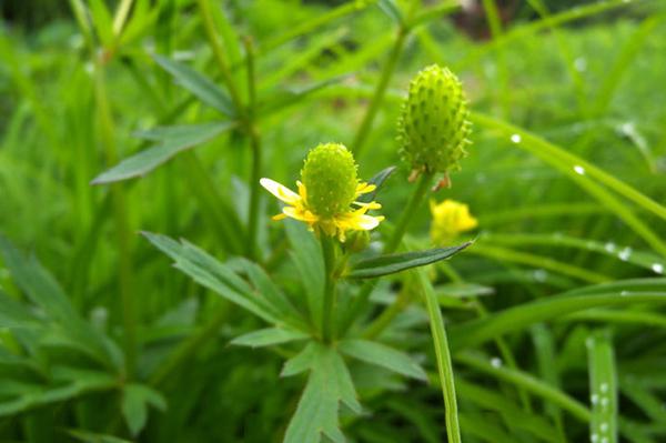 茴茴蒜茴茴蒜其实它真名叫石龙芮,另外还有很多别名,比如土细辛,小虎