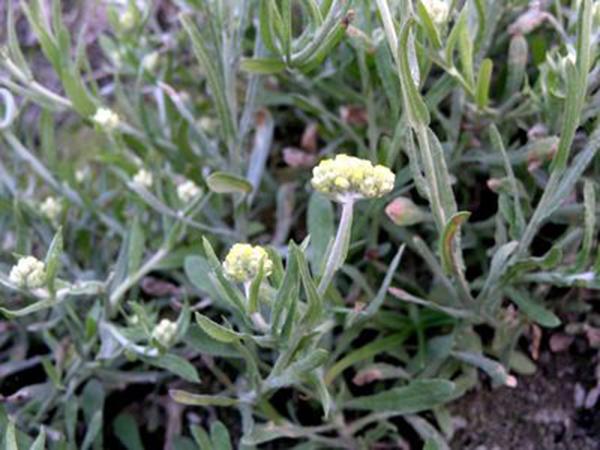 农村不起眼的一种野草治咳嗽痰多有奇效