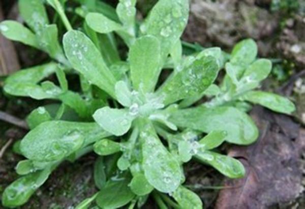 ⑾《民间常用草药汇编》:消喉火,解热