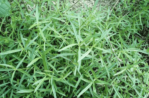 舌草,蛇舌癀,蛇针草,蛇总管,二叶葎,白花十字草,尖刀草,甲猛草,龙舌草