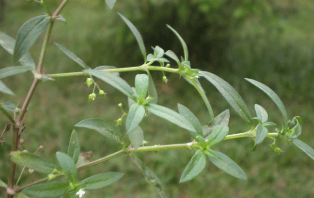 农村随处可见的一种草, 可以对抗肿瘤和癌症