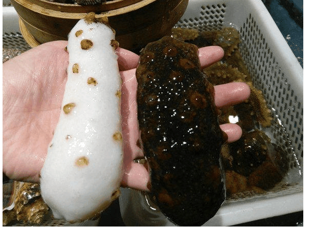 渔民捕获到一只变异海参, 回家就吃了, 知道真相后肠子都悔青了