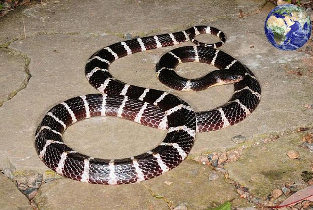 银环蛇：中国最毒的蛇是什么蛇? 这个你必须知道!
