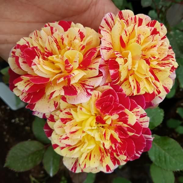 月季丨阳台党最爱的8种条纹玫瑰花, 看过的都后悔没买!