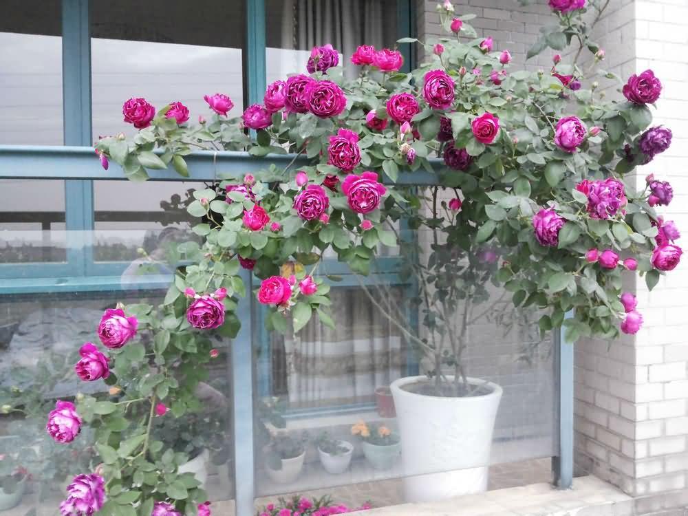 月季丨阳台党最爱的8种条纹玫瑰花, 看过的都后悔没买!