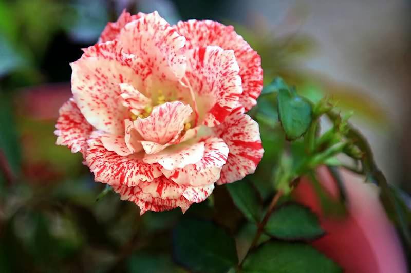 月季丨阳台党最爱的8种条纹玫瑰花, 看过的都后悔没买!