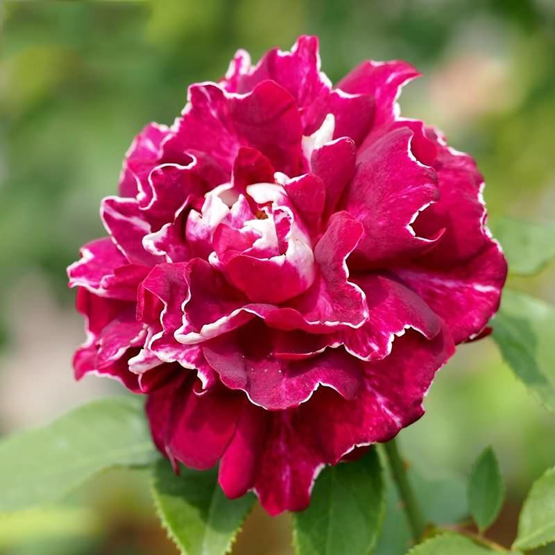 月季丨阳台党最爱的8种条纹玫瑰花, 看过的都后悔没买!