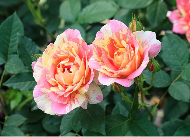 月季丨阳台党最爱的8种条纹玫瑰花, 看过的都后悔没买!