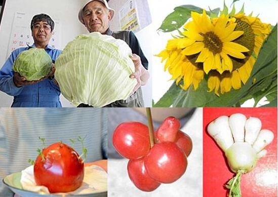 日本福岛核辐射6年后动植物变异或已成为事实图片触目惊心