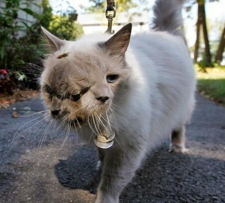 日本福岛核辐射6年后动植物变异或已成为事实图片触目惊心