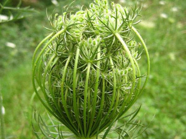 蛇床子的功效与作用及禁忌