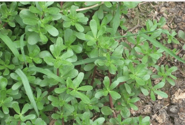春季野菜抗癌排行榜一半你都没见过第一是它