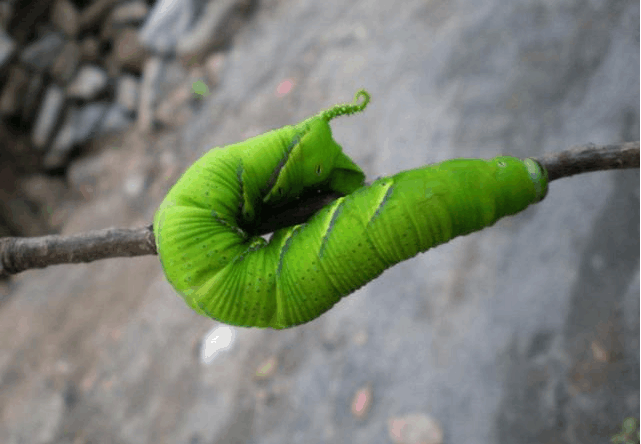9大农业害虫, 都成了农民餐桌上美味!