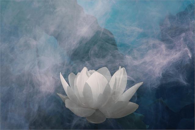 秤锤祖师的“随他去”