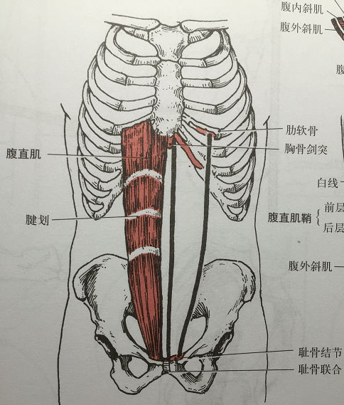 十二胸椎和第一到五腰椎体侧面和横突,髂肌起于髂窝,止点为股骨小转子