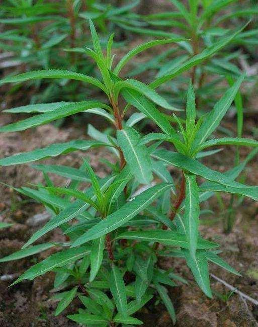 农村这种野草被称为神仙草醒酒护肝千杯不醉