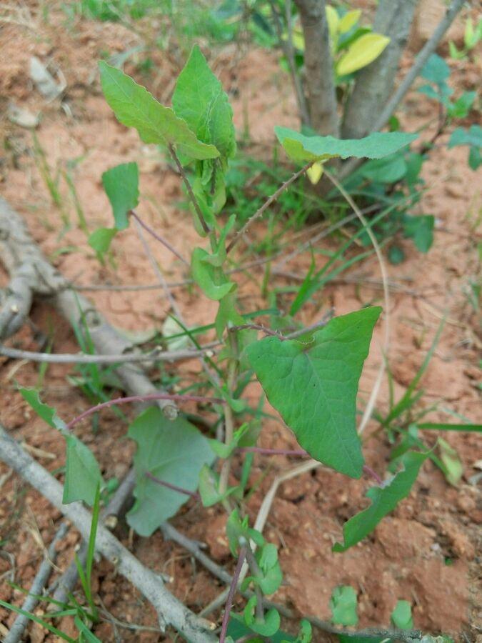 它救湿疹水肿蛇伤患者于苦海涂抹银器会光亮一新