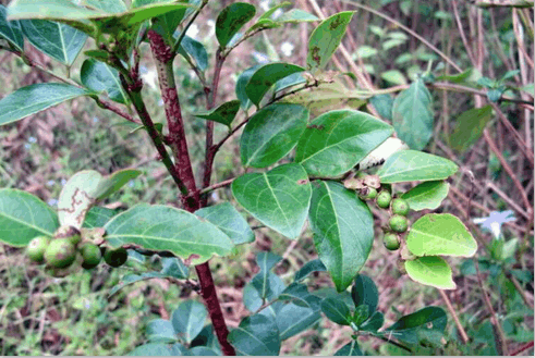这种野草叫"黑面神", 是天然的消炎药, 快速止痒, 最适合女人