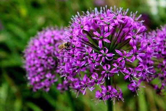 农村这种野菜叫起阳草温补肝肾助阳固精最适合春夏食用