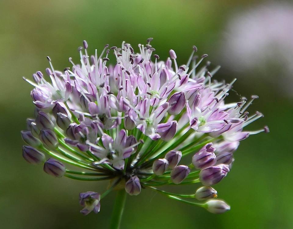 农村这种野菜叫起阳草温补肝肾助阳固精最适合春夏食用
