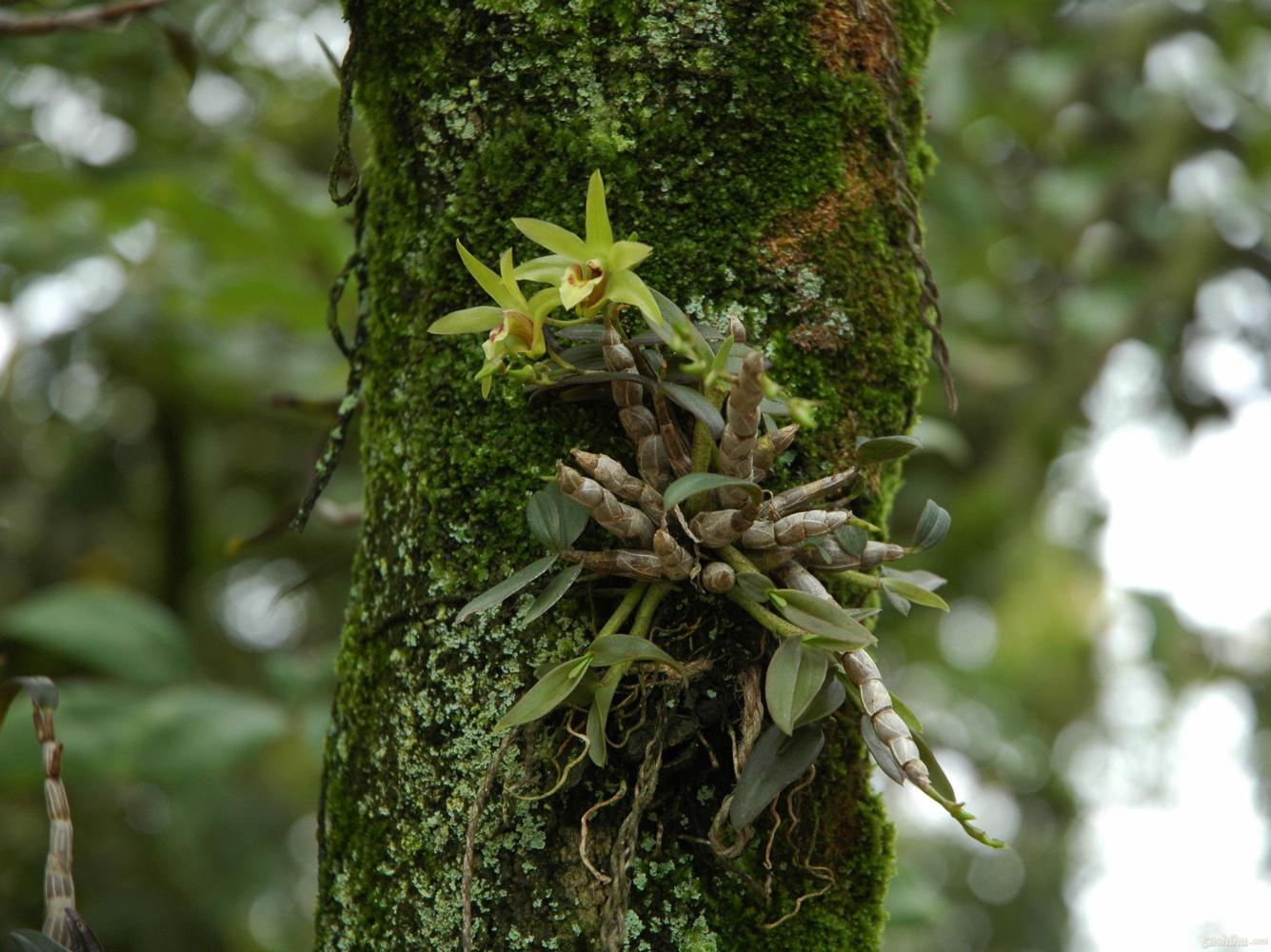 这种野草是世界上最贵的草一公斤可换12吨小麦在以前却被农民喂猪