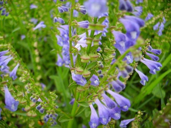 农村这种野草叫"韩信草", 被称为"药王千金", 抑制肿瘤有特效