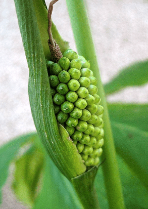 证明口服制半夏丸,制半夏或生半夏流浸膏,姜半夏或白矾半夏混悬液,姜