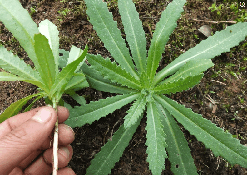 农田里长有刺的野菜, 在农家乐卖30元一盘, 很好吃, 凉血止血作用大