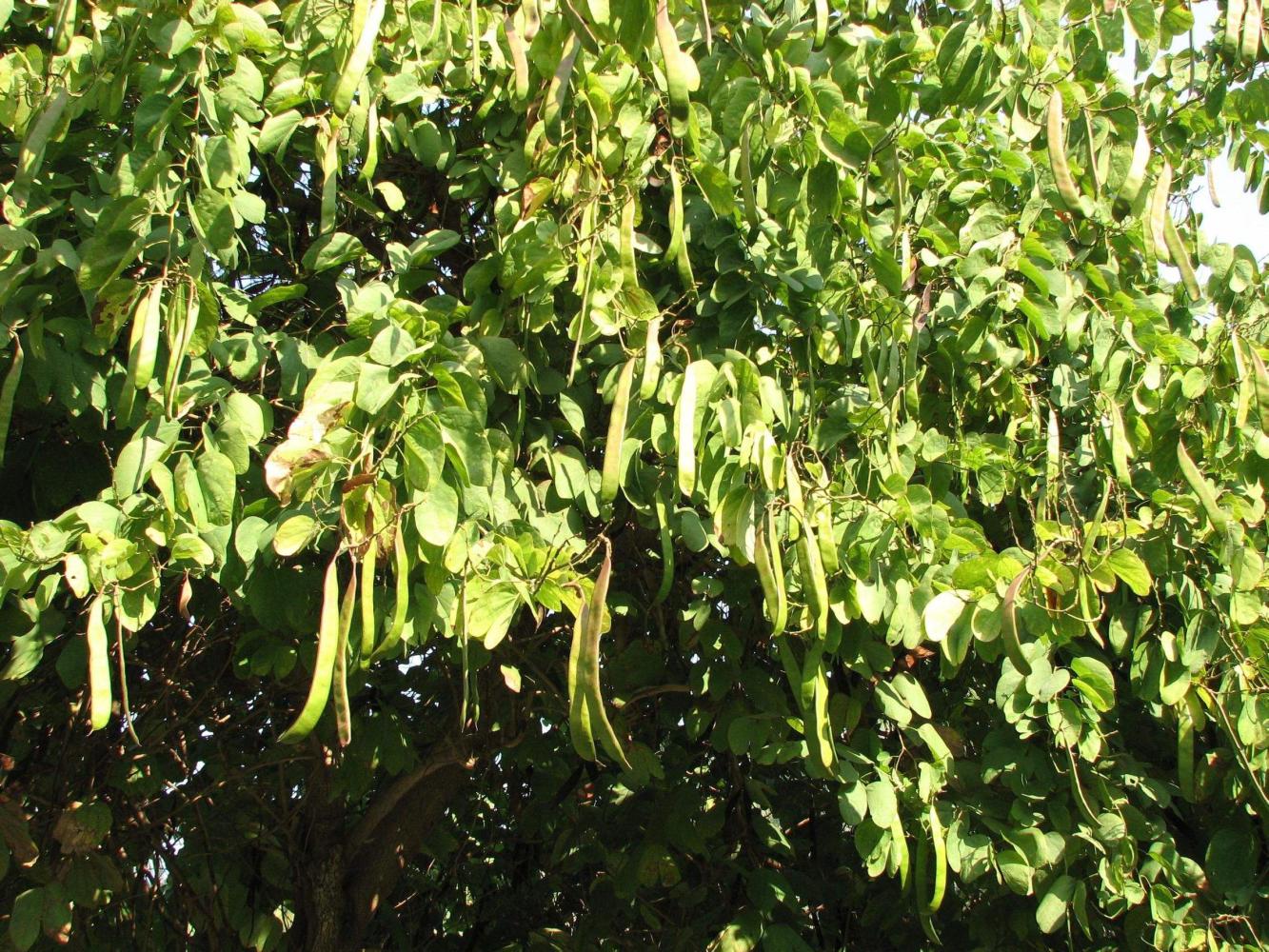 长在树上的"米", 很多人不知道能吃, 但实际价格不菲