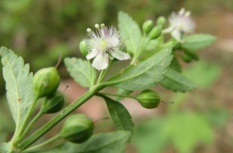 這種野草叫狗肝菜